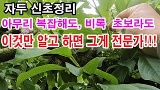 자두 신초정리. 초보자라도, 아무리 복잡해도 이것만 알고 하면 그게 전문가(자두 적심, 신초 적심, 자두 여…