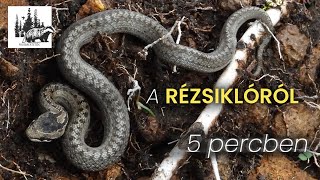 Rézsikló – fajismertető videó