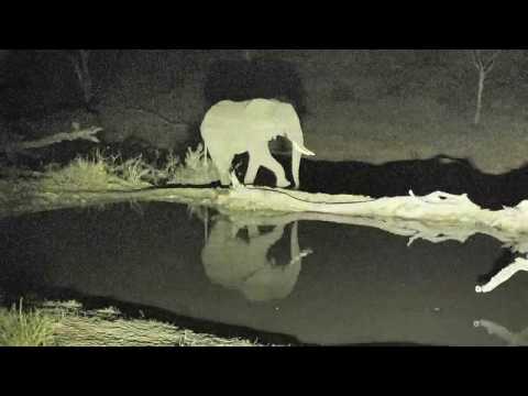Djuma: Lone Elephant bull getting a drink - 19:28 - 09/18/18