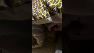 台風の音でビビって傍を離れないムギ