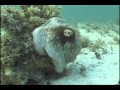 Camouflaged Octopus Makes Marine Biologist Scream Bloody Murder