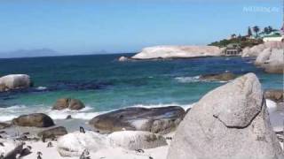 Pinguine am Boulders Beach bei Kapstadt - Penguins Cape Town