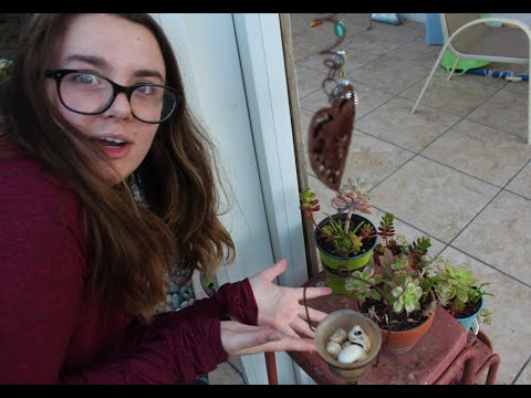 Shaylee and Nana's Succulent Sanctuary Commercial By Ian Ellis
