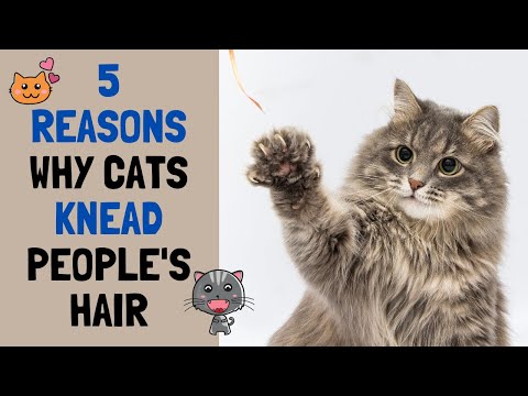Why Does Cat Love to Knead People’s Hair?