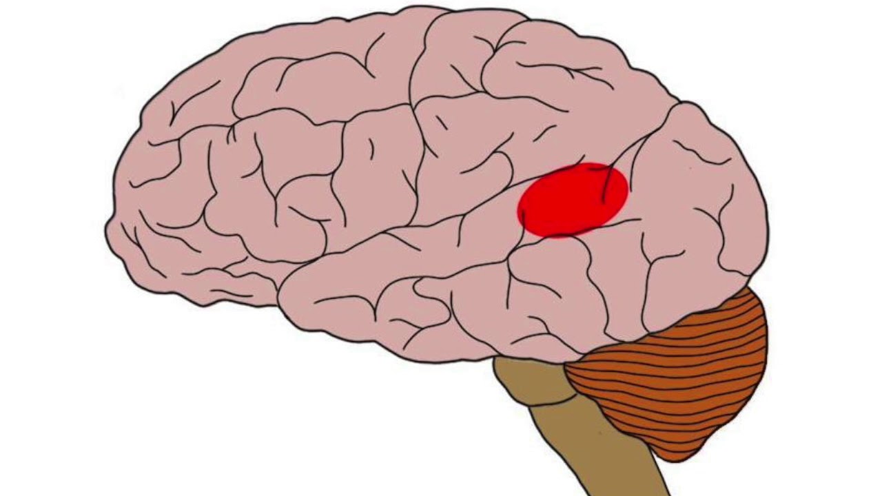 Atuação e História da Neuropsicologia