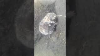 Как поймать крота на рыболовный крючок