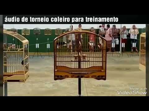 RODA DE COLEIRO ÁUDIO PARA TREINAMENTO 60 MINUTOS