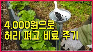 배추 웃거름 주기: 4000원 투자로 가장 쉬운 추비 요령과 적정량, 유기농 병충해 자제 소개!