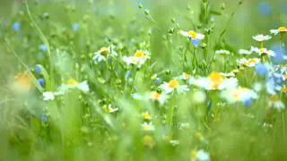 MECHAS - Hot (Original Mix)