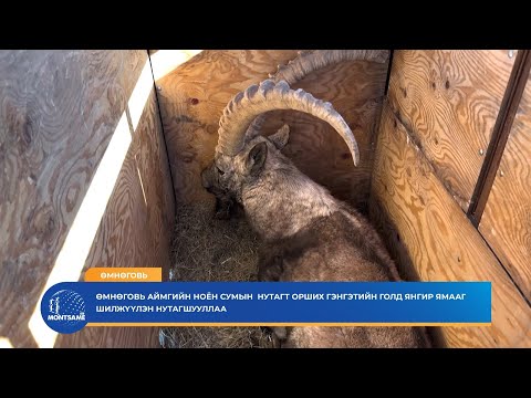 Өмнөговь аймгийн Ноён сумын  нутагт орших Гэнгэтийн голд янгирыг шилжүүлэн нутагшууллаа
