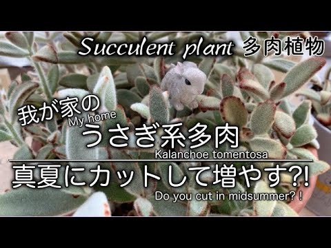 園芸 ラケットサボテン、ウサギの耳