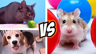 Team HAMSTER vs DOG vs CAT 🐹🐱🐶 Challenges for REAL LIFE PETS, who will win?