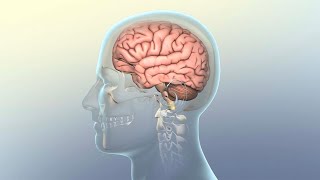 How Concussion Affects the Brain