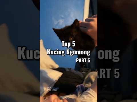 Top 5 Kucing ngomong part 5 😹