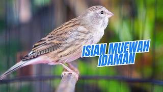 Download lagu MATERI MEWAH BUAT LOMBA - MASTERAN KENARI ISIAN BLACKTHROAT GACOR SUARA JERNIH BIKIN JUARA TERUS mp3 Download lagu MATERI MEWAH BUAT LOMBA - MASTERAN KENARI ISIAN BLACKTHROAT GACOR SUARA JERNIH BIKIN JUARA TERUS mp3