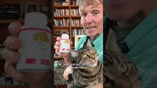 Annual Veterinary Wellness Exam Walkthrough: What Vets Check