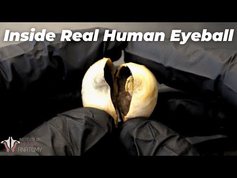 Take a Look Inside a Real Human Eyeball | Technology Networks