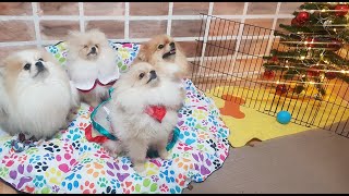 Pomeranian Boo Köpeklerimiz için Yıl Başı ağ