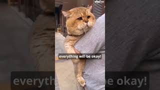 Real-Life Garfield Gives the Best Cat Hugs Ever! 🐾😻🤗 #cat #trendingshorts #viralshort