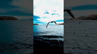 Download lagu 🦋🎶Nenjodu kalanthavale🍂#love#whatsapp status#tranding#ringtone#shots#viral mp3 Download lagu 🦋🎶Nenjodu kalanthavale🍂#love#whatsapp status#tranding#ringtone#shots#viral mp3