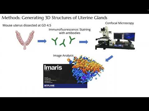 <p><br></p><p>Interplay of Esr1 and Rac1 in Endometrial Gland Development</p>