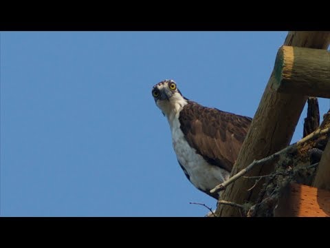 Osprey Always get the Best View!