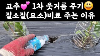 텃밭 고추???? 1차 웃거름 주기???? 질소질(요소)비료 주는 이유?