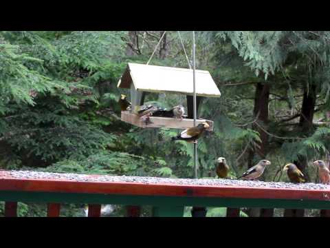 Evening Grosbeak Feeding - Jan. 14, 2013