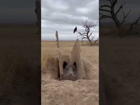 Gloomy Grassland Hunting: A Wild Boar Falling into a Rotating Flap Pitfall
