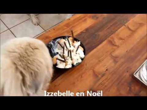 2015 Great Pyrenees Shanay Dewi 12 jaar