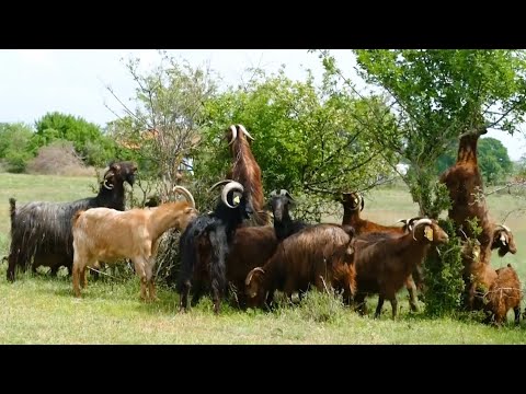 Ngjyra jete rrëzë ALPEVE - Reportazhi 4