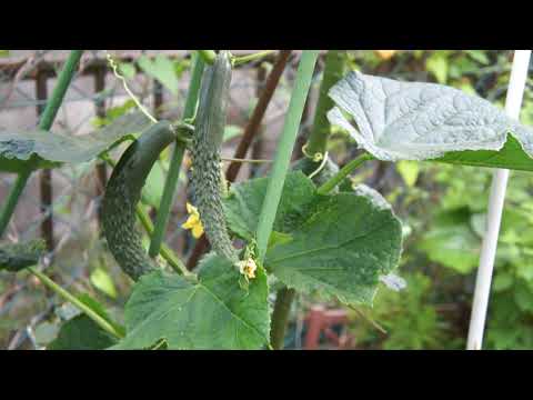 2021 6.14★庭のきゅうり成長★もう少しで収穫ですよ。