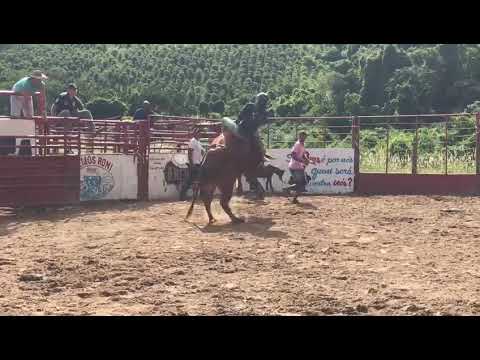 Touro batuque Cia de rodeio FA