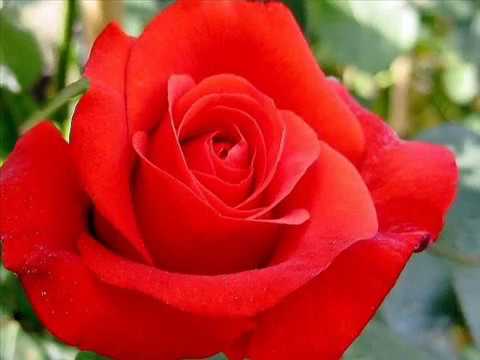 " Villa Rosa "  Claude Barzotti ( 2003 ) Album Ancora