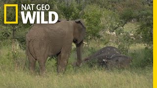 Do Elephants Grieve? New Video Suggests They Do | Nat Geo Wild by Nat Geo WILD