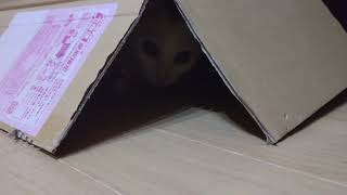 段ボールに潜り込むあめちゃん