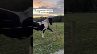 Download lagu Ty hanya lewat untuk menunjukkan gaya berjalannya yang seperti tarian 🥰🐼 #spanishwalk #libertyhorsemanship mp3