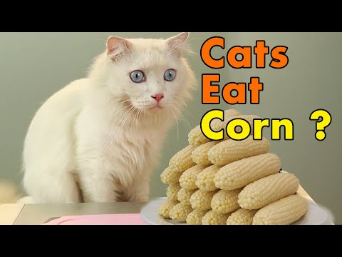 Can Cats Eat Corn? - YouTube