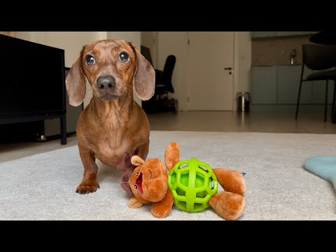 Mini dachshund loves Christmas morning! 🎁
