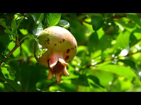 哲学堂の四季　秋