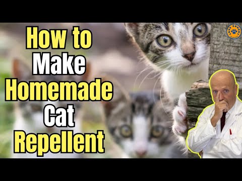 🚨 HOW TO MAKE HOMEMADE CAT REPELLENT 🚨