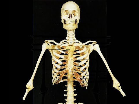 И молодые люди кости человека. Интересные кости. Интересные факты о скелете. Новая кость у человека. Как выглядят кости человека.