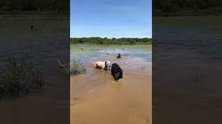 Video preview image #1 Mutt Puppy For Sale in Garden City, NY, USA