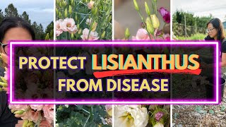 This $5 method could be an alternative to Root Shield with Lisianthus