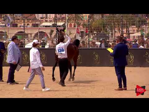 N.130 MANSOUR ALSHUAIL - Menton 2018 - 3 Years Old Colts (Class 8)