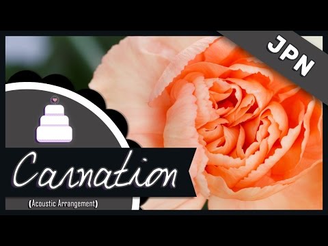 「Japanese Cover」Carnation / カーネーション  ( Acoustic Version )【Jayn】