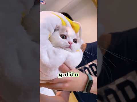 ¿Quién escogería a ese gato 