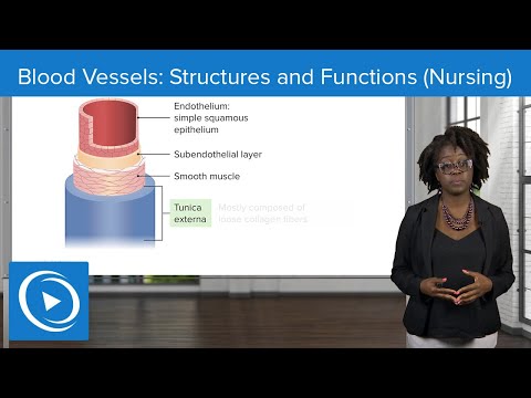 Blood Vessels: Structures and Functions – Physiology | Lecturio Nursing