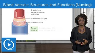 Blood Vessels: Structures and Functions – Physiology | Lecturio Nursing
