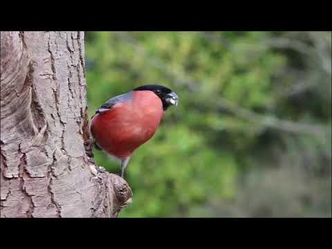 Nature Gift - Beauty of a bird